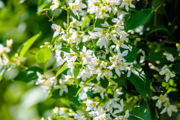 Jasmine blossom branch in the garden in spring
