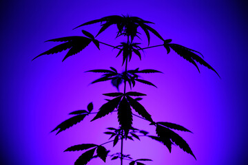 Fototapeta na wymiar Silhouette of cannabis on a bright blue background. Colorful background that highlights marijuana leaves