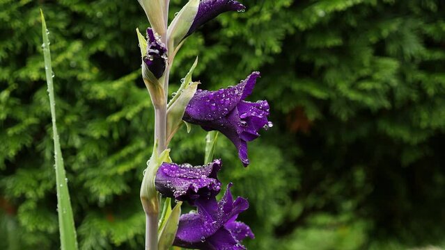 4K. Gladiolus communis (Latin. Gladiolus communis) blooms purple in the summer garden. Slow motion