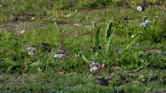 Flussregenpfeifer&nbsp;(Charadrius dubius) mit Jungen