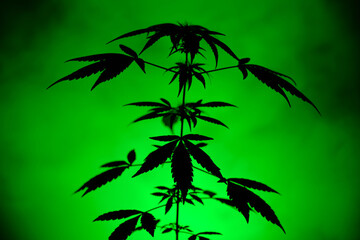 Fototapeta na wymiar Silhouette of hemp on a bright green background with smoke. Colorful background that highlights marijuana leaves