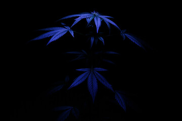 The silhouette of cannabis is illuminated by blue light. Large marijuana leaves emerging from the...
