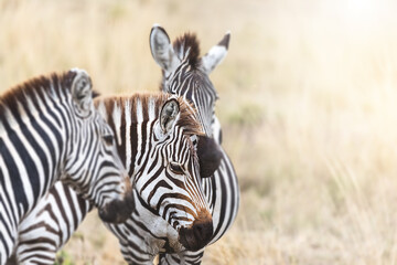 Fototapeta na wymiar Group of Plains Zebra, equus quagga, standing in the red oat grass of the Masai Mara, Kenya. In afternoon sunlight with space for your text