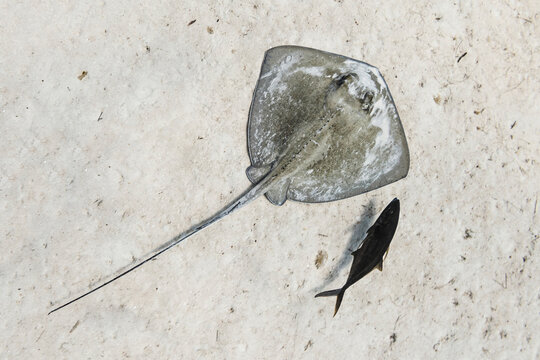 Bahamas, Nassau, Overhead View Of Manta Ray And Fish At Sea Floor