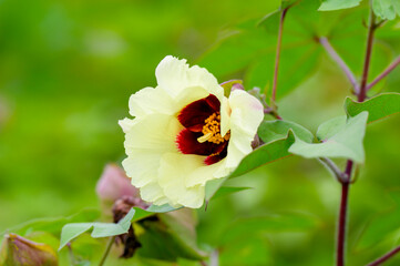Flower of Cotton Plant (Gossypium)