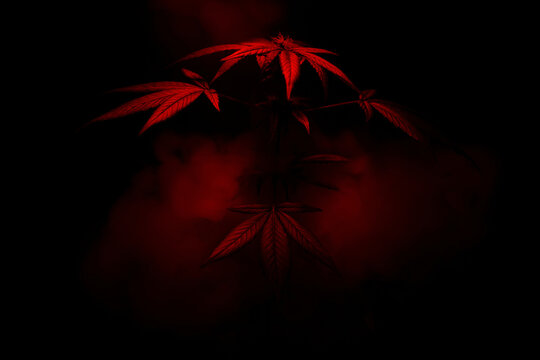 The silhouette of cannabis and smoke around it are illuminated by red light. Large marijuana leaves emerging from the darkness