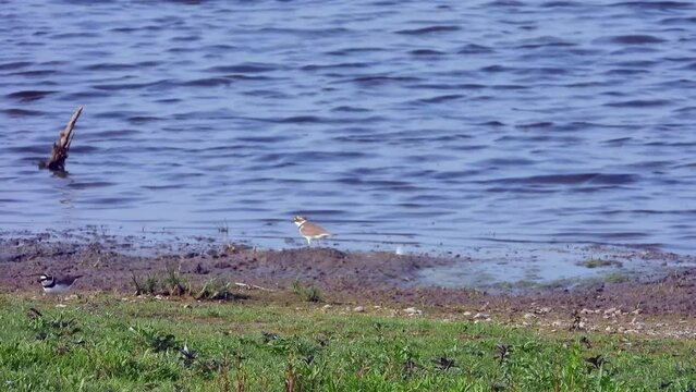 Flussregenpfeifer&nbsp;(Charadrius dubius) mit Jungen