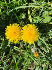 dandelion in the grass