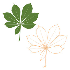 Set of vector chestnut leaf outline and coloured icon. Simple chestnut leaves illustration for logo. Realistic hand drawn leaves illustration set on white background.