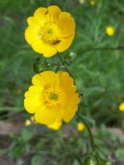 yellow flowers in the garden