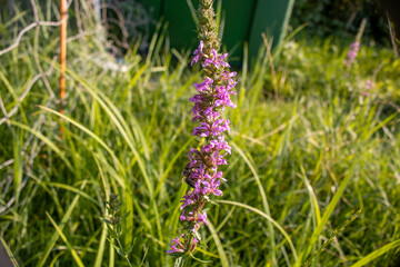 Lila Blume Lavendel mit Biene drauf in mitte dem grünen Grass ,Wiese
