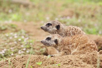 並んで遠くを見つめるミーアキャットの夫婦