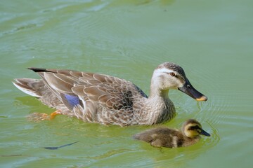 カルガモの親子