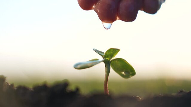 Agriculture. A farmer hand water green sprout. Green seedling in soil. Agriculture concept. Water drops, life of young sprout. Sprouted seed in fertile soil. Farmer hand waters young seedling in soil