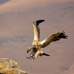 Fototapeta na wymiar Cape vulture with wings spread open
