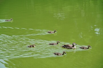 カルガモの親子