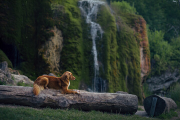 dog at the waterfall. Nova Scotia Duck Tolling Retriever standing in nature. 
