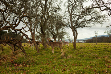 young deers in a ireland dublin park