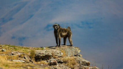 A chacma baboon on the edge of a cliff