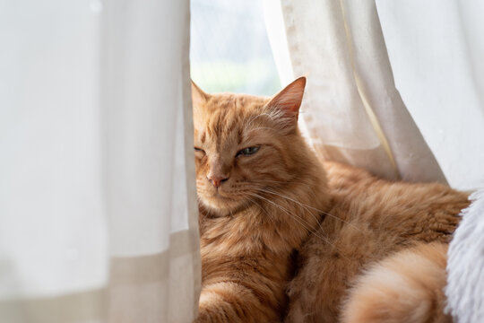 窓辺でくつろぐ猫　茶トラ猫
