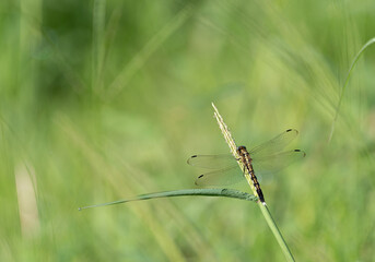 草に止まるトンボ