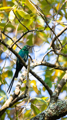 a malachite sunbird in the wild