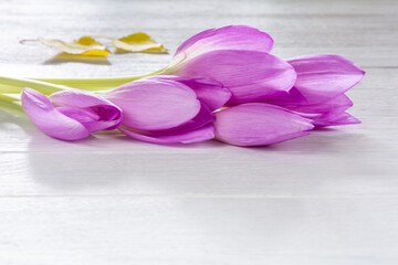 Beautiful flowers of autumn crocuses (colchicum autumnal) on a white wooden background