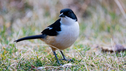 the male southern boubou close up