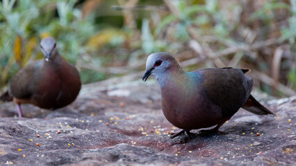 a lemon dove late afternoon