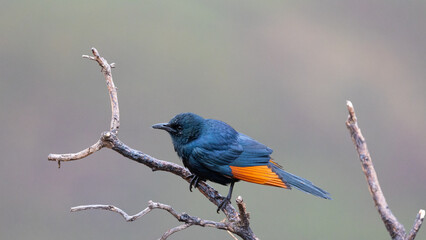 a red-winged starling close up