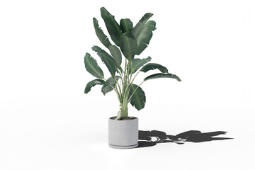 Plant in a pot with transparent background
