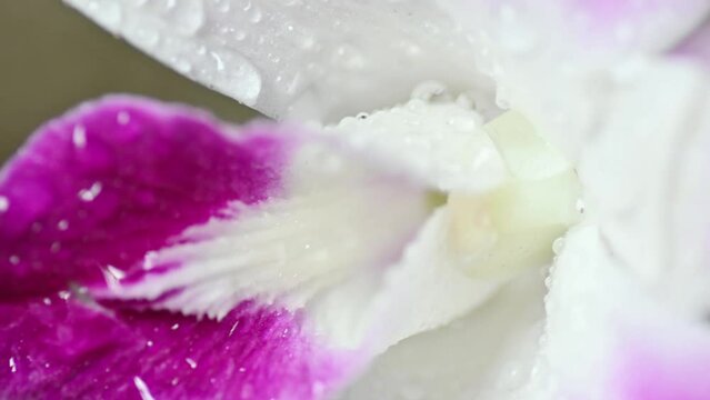 Flower Closeup | Water Drop on the colorful flower