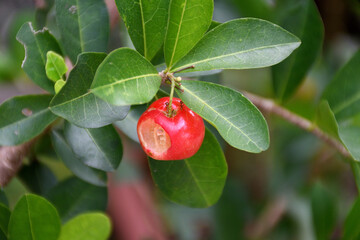 Red cherry touched by birds