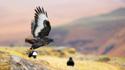 a Jackal buzzard with wings spread open