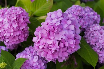 View of purple flowers with green leaves