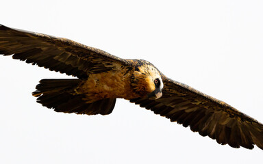 close up of an adult bearded vulture