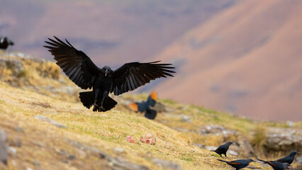 A white-necked raven with wings spread open