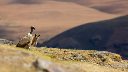 Black backed jackal and cape vultures searching for the best bone