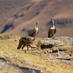 Black backed jackal and cape vultures searching for the best bone