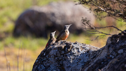 a pair of ground woodpeckers on a boulder in the sun © Jurgens