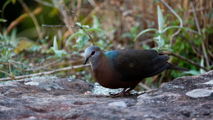 Obraz premium a lemon dove feeding on seeds