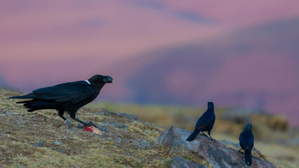 a white-necked raven with pink mountain background