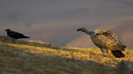 Cape vulture in golden light
