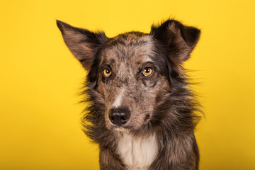 Funny studio portrait of adorable puppy dog border collie on a yellow background. New adorable little dog family member looking and waiting for reward. Pet care and animals concept.