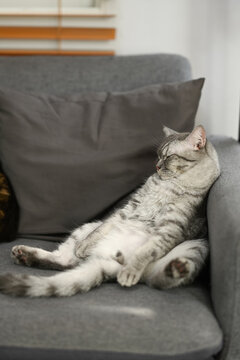 A lazy tabby cat is lying asleep on comfortable couch with a funny gesture. Domestic life animals concept