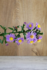 studio shot close-up purple flower on wooden background