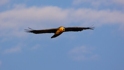 a bearded vulture gliding in a blue sky background