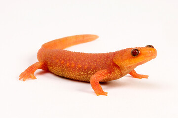 Iberian ribbed newt / Spanischer Rippenmolch (Pleurodeles waltl) - Albino