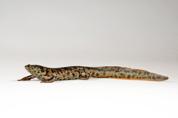 Iberian ribbed newt / Spanischer Rippenmolch (Pleurodeles waltl) - Portugal