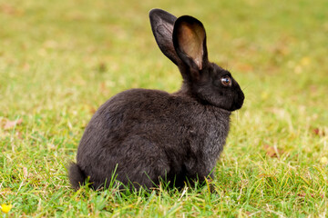 A pretty brown rabbit with big ears sitting on a green summer meadow